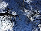 006 Looking Up - 2018-Spring-Grayson-Highland-AT