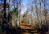 1996 Spring - Sheltowee Trace, Pickett State Park to Peters Mtn.