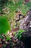 2000 Spring Big South Fork Bandi Creek to Angel Falls Overlook to Duncan Hollow Trail