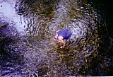 2000 Spring Big South Fork Bandi Creek to Angel Falls Overlook to Duncan Hollow Trail