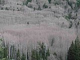 2013 Summer Colorado Continental Divide
