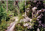 2000 Spring Big South Fork Bandi Creek to Angel Falls Overlook to Duncan Hollow Trail