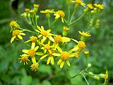 2004 Spring Big South Fork John Muir Trial to Honey Creek Road