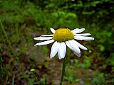 2004 Spring Big South Fork John Muir Trial to Honey Creek Road