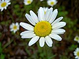 2004 Spring Big South Fork John Muir Trial to Honey Creek Road