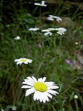 2004 Spring Big South Fork John Muir Trial to Honey Creek Road
