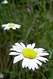 2004 Spring Big South Fork John Muir Trial to Honey Creek Road