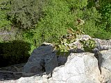 2014 Spring Backpacking Savage Gulf TN